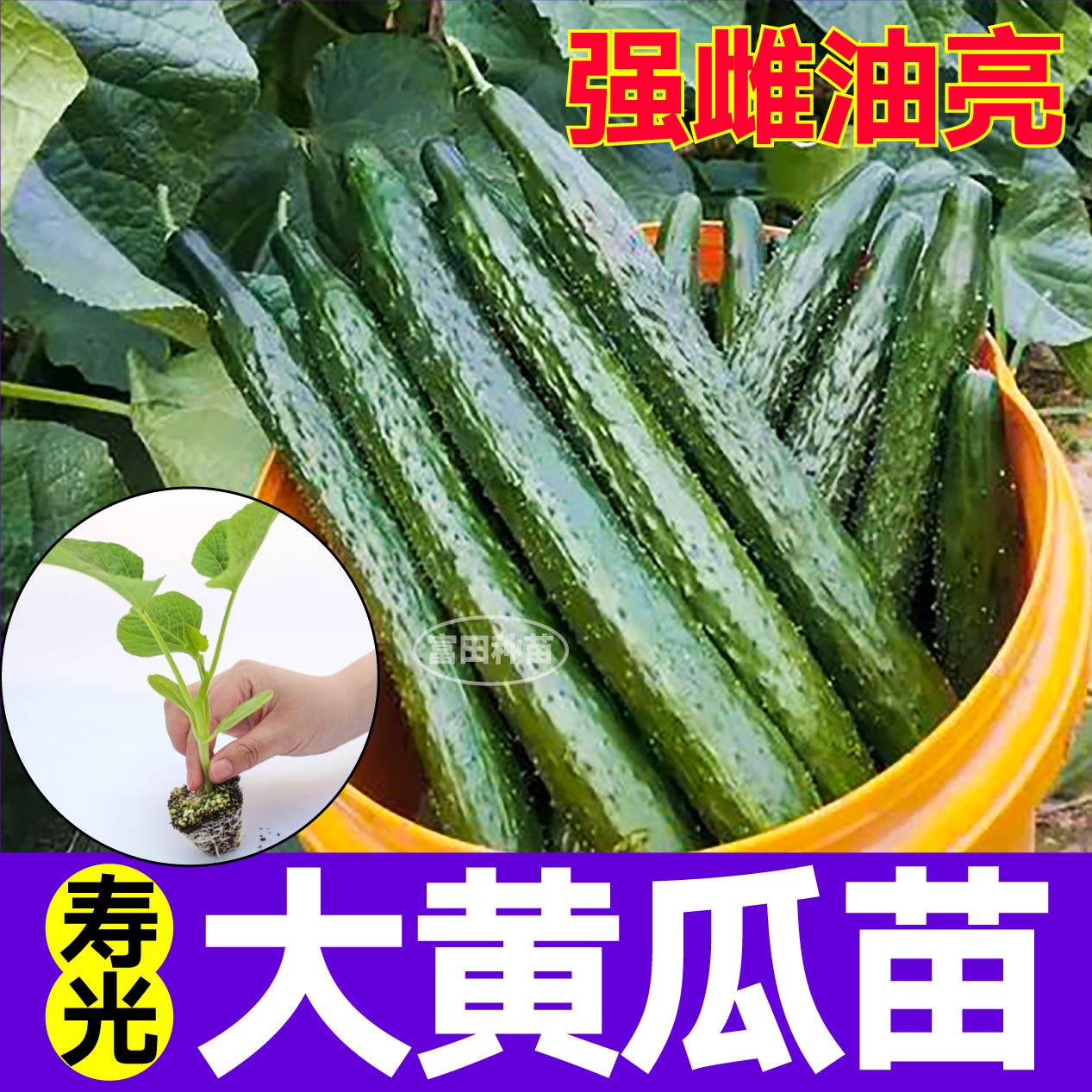 油亮强雌大黄瓜秧苗绿芯水果黄瓜种子籽易种甜脆蔬菜高产山东寿光