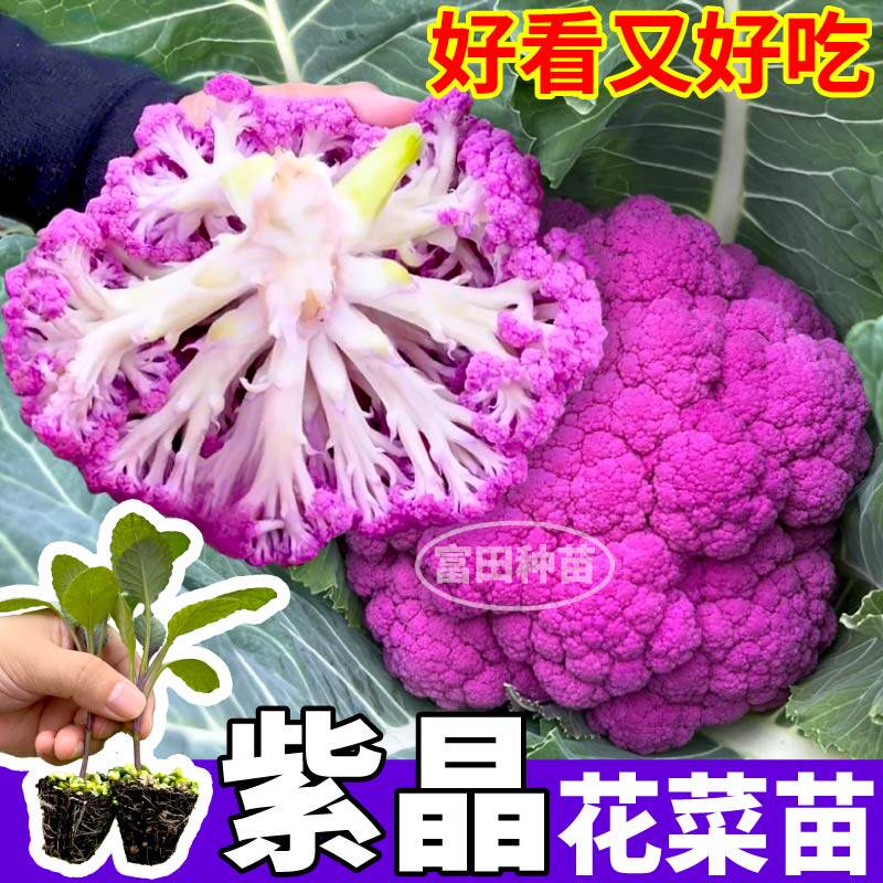 紫晶花菜苗秧高产耐寒青梗松花菜种子小院盆栽苗场直发山东寿光