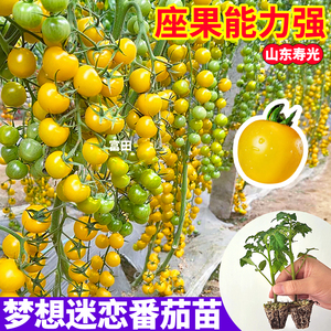 梦想迷恋番茄苗秧西红柿种子种植