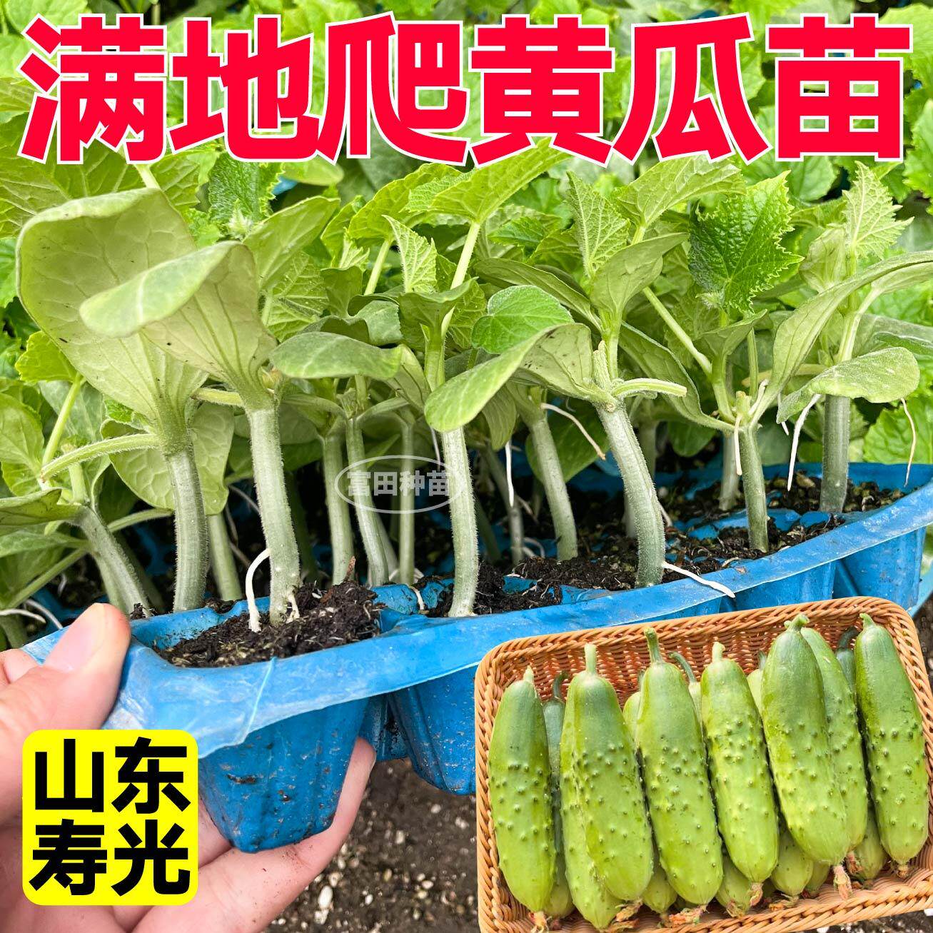 免搭架满地爬黄瓜秧苗懒人旱黄瓜水果大黄瓜种籽高产量阳台蔬菜