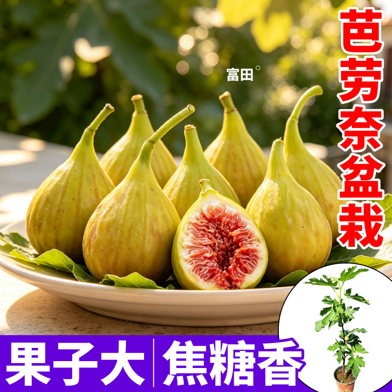 焦糖香芭劳奈无花果果树苗室内外均可种植斯特拉波姬红无花果树苗
