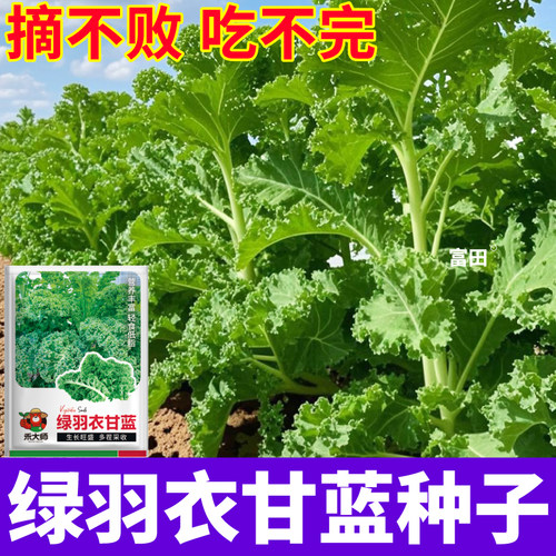 摘不败绿羽衣甘蓝种子紫羽衣甘蓝绿色田园蔬菜种子籽山东寿光直发