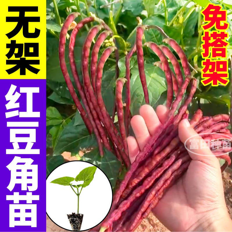 山东寿光无架绿豆角苗秧春秋高产免搭架红豆角种子庭院大田绿豇豆