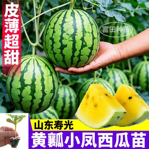 寿光黄瓤小凤西瓜苗秧超甜特小凤