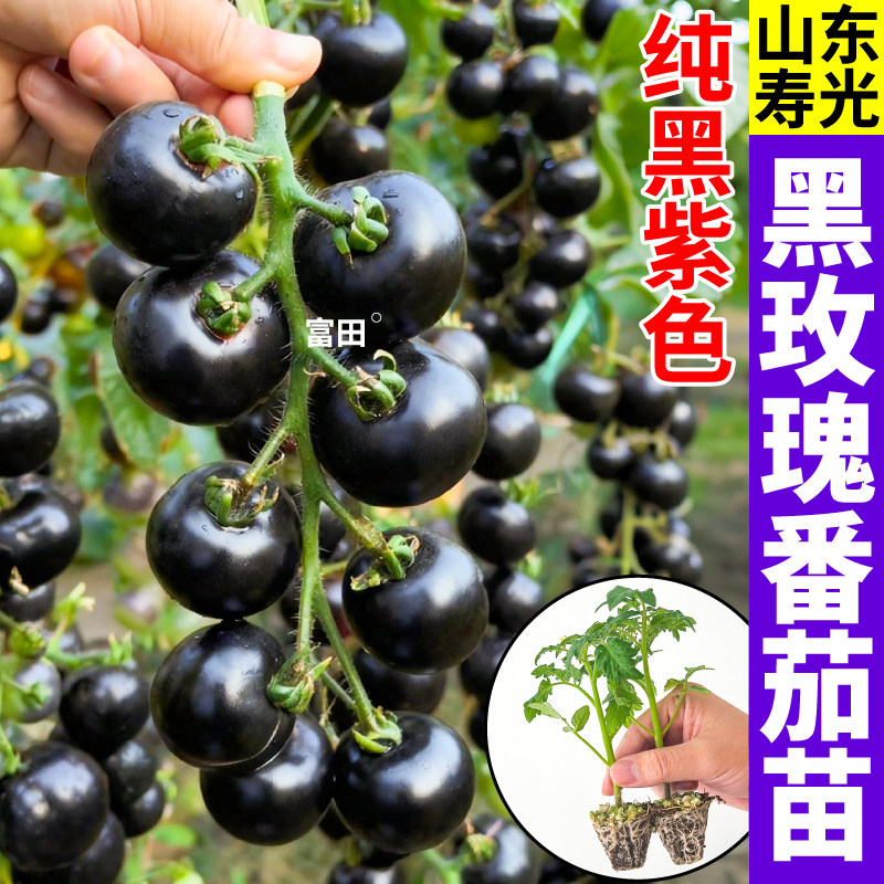 寿光黑玫瑰番茄苗秧纯黑紫色爆浆多汁黑珍珠圣女果种子四季小院