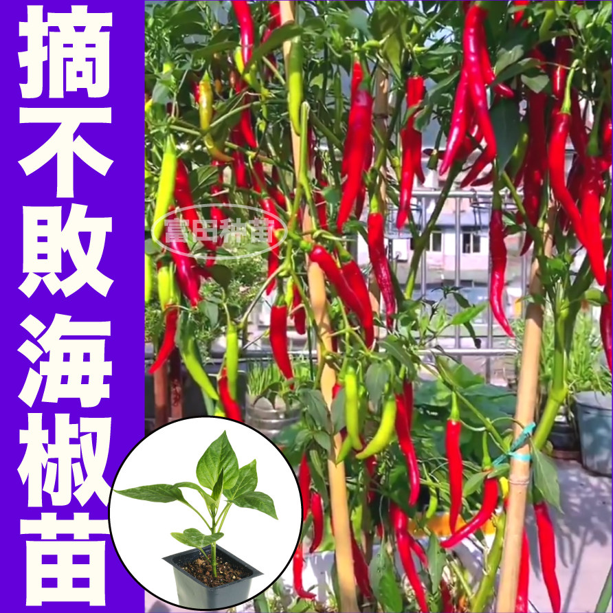 山东寿光摘不败海椒苗秧美人椒辣椒种子四季高产阳台盆栽大田蔬菜