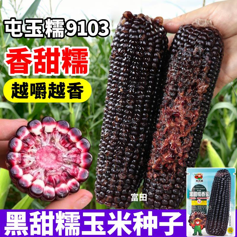 正宗黑甜糯玉米种子高产抗病非转基因玉米种籽黄白彩甜糯玉米种子
