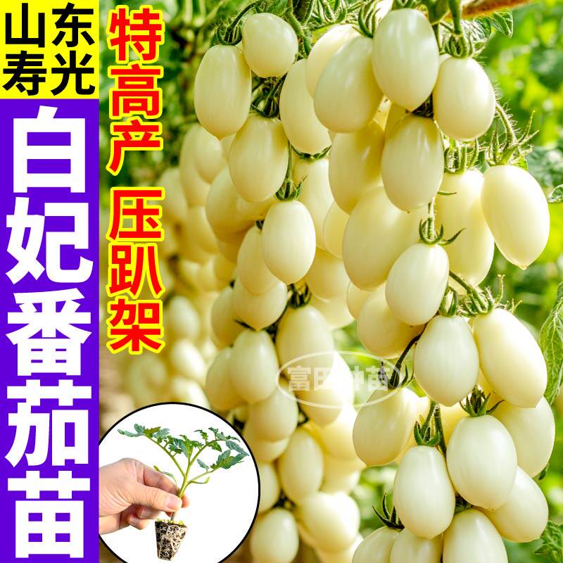 寿光白妃番茄苗秧高产白玉番茄种子圣女果四季阳台盆栽小院红千禧