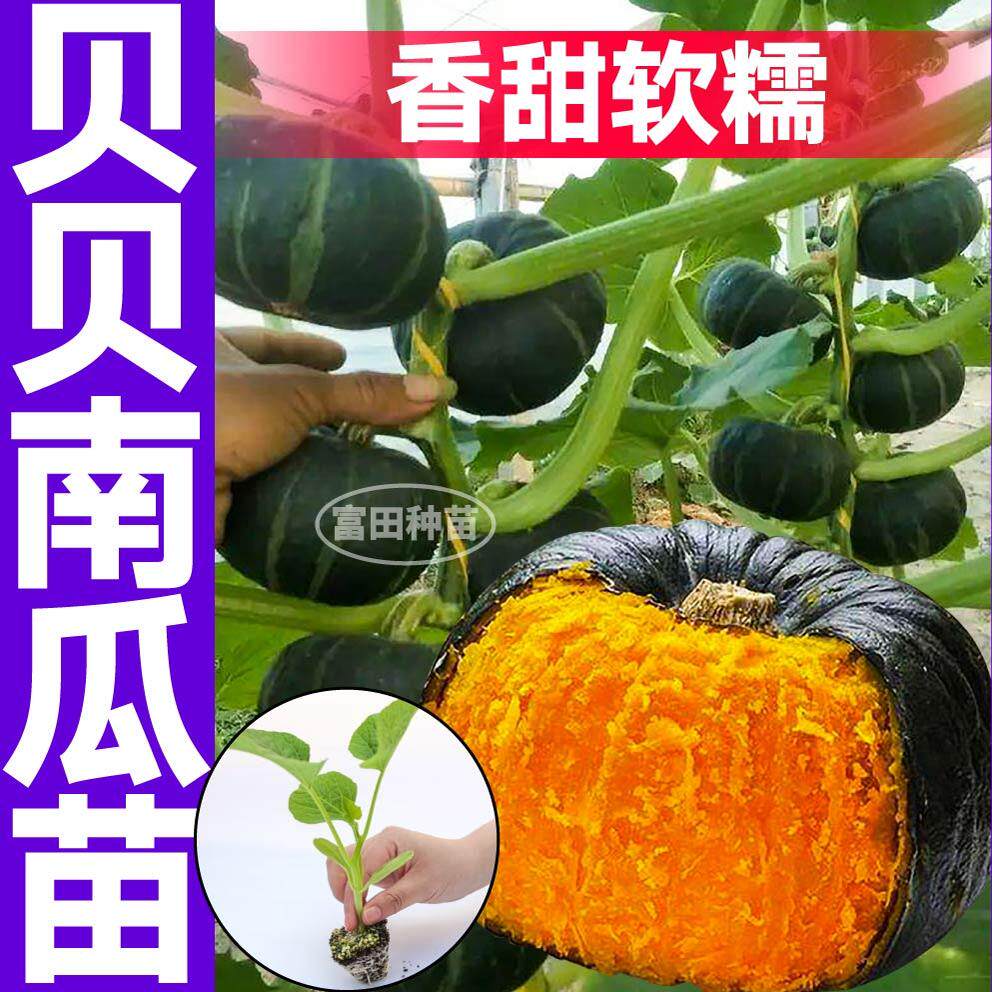 山东寿光绿贝贝南瓜苗秧四季春秋高产蜜本板栗南瓜蔬菜种籽子庭院
