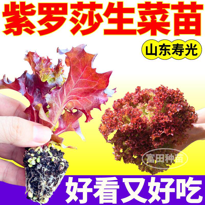 山东寿光好看又好吃紫罗莎生菜苗秧高产速生大速意大利生菜种子苗