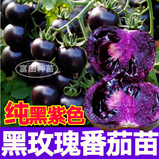 寿光纯黑紫色黑玫瑰番茄苗秧西红柿种子白妃金玲珑番茄高产四季苗