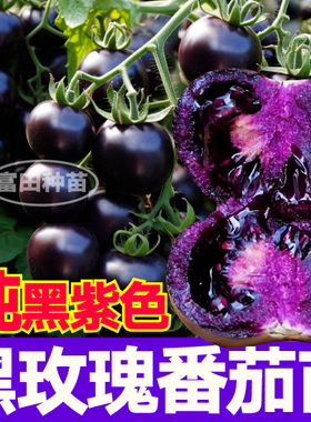 寿光纯黑紫色黑玫瑰番茄苗秧西红柿种子白妃金玲珑番茄高产四季苗