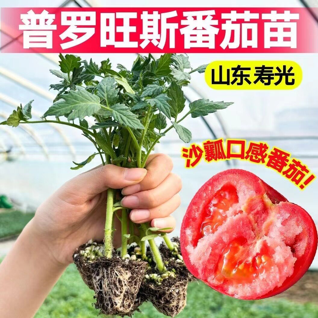 山东寿光沙瓤老品种普罗旺斯番茄秧苗幼苗带土球生食水果番茄种子