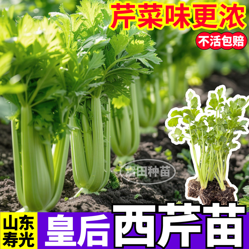 皇后大肉西芹苗秧高产四季小香芹红香芹根芹种子阳台庭院种植盆栽