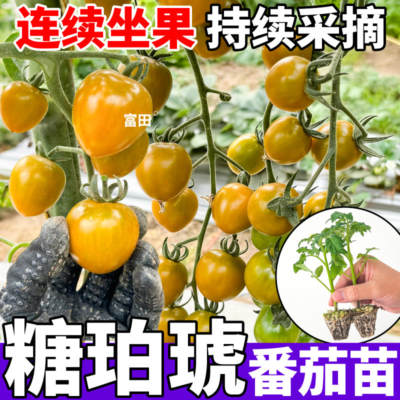 正宗糖珀琥圣女果苗秧爆汁高产红千禧金玲珑黑玫瑰盆栽超甜小柿子
