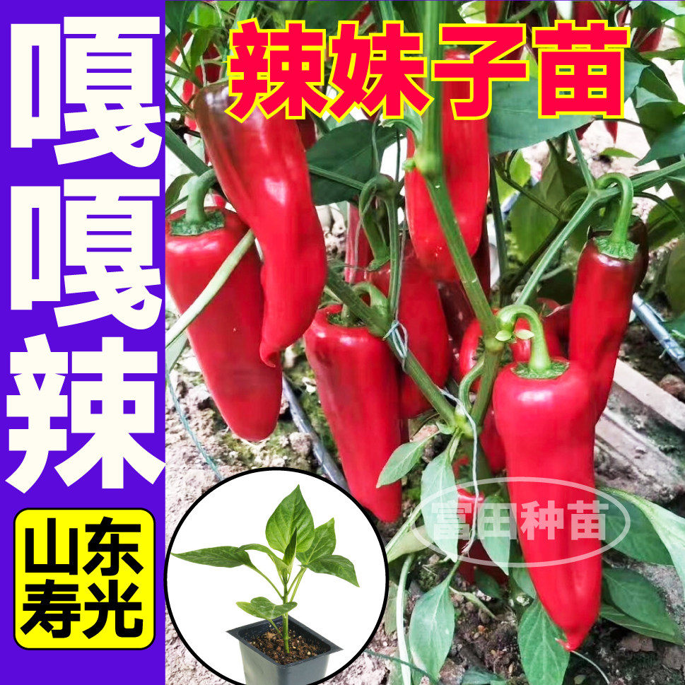寿光辣妹子苗秧嘎嘎辣辣神巨辣特香种子红小米魔鬼椒四季高产幼苗