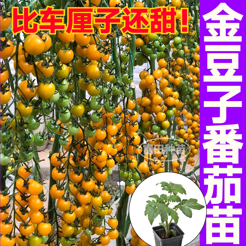 山东寿光金豆子番茄苗秧苗金玲珑小黄樱桃西红柿种子粉贝贝黑珍珠