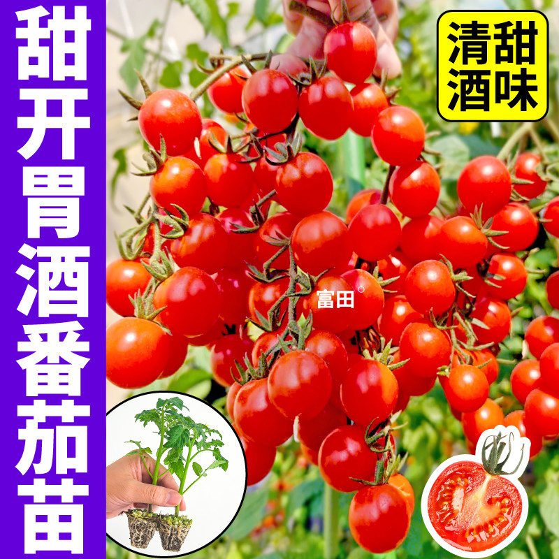 寿光甜开胃酒番茄苗秧纯甜金玲珑千禧番茄种子黑珍珠樱桃圣女果