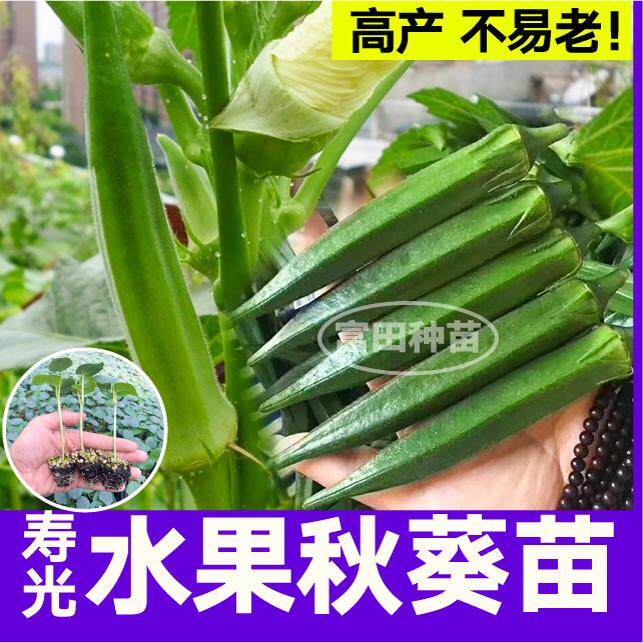寿光水果秋葵苗秧不易老脆嫩高产红秋葵种籽耐寒耐热四季盆栽阳台