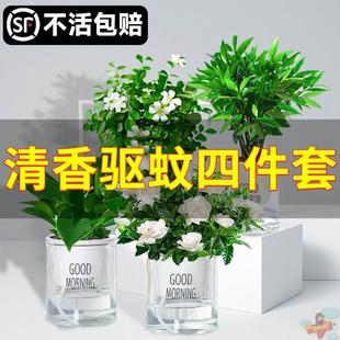 现货速发水培驱蚊植物薄荷文竹柏绿萝九里香发财树花盆栽室内情绪