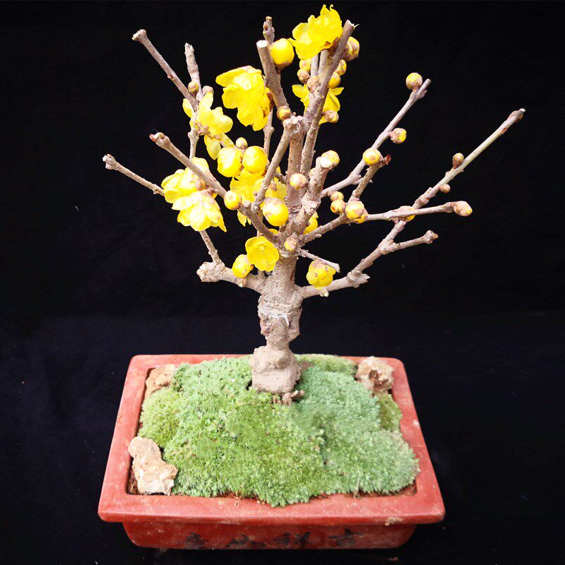 正宗嫁接腊梅 梅花 腊梅 寒冬开花 庭院栽植 腊梅盆景