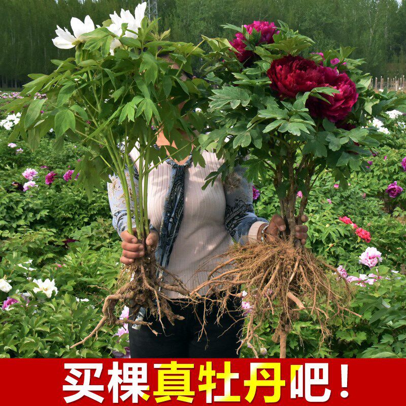洛阳牡丹花树苗大苗花卉植物室内花易活好养盆栽庭院牡丹花苗
