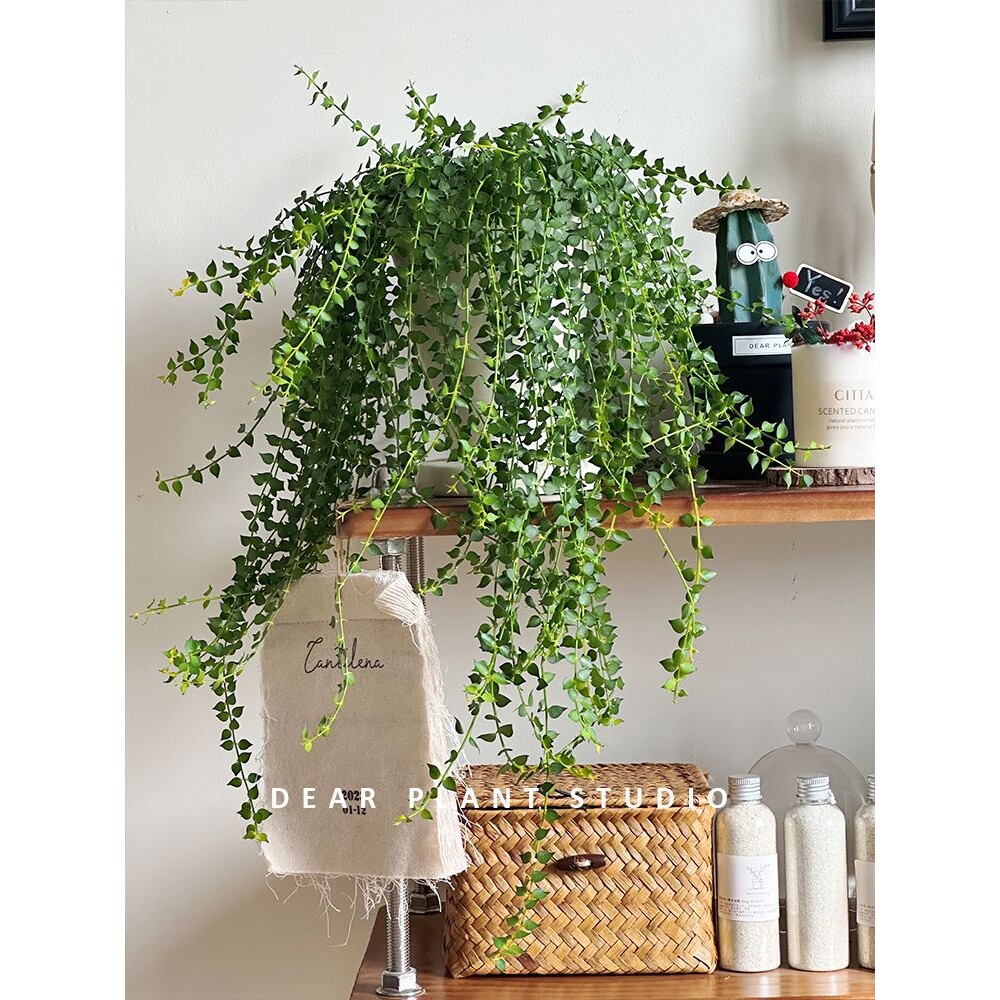 亲爱的绿植百万心吊兰盆栽藤蔓长藤垂吊植物净化空气办公室内绿植