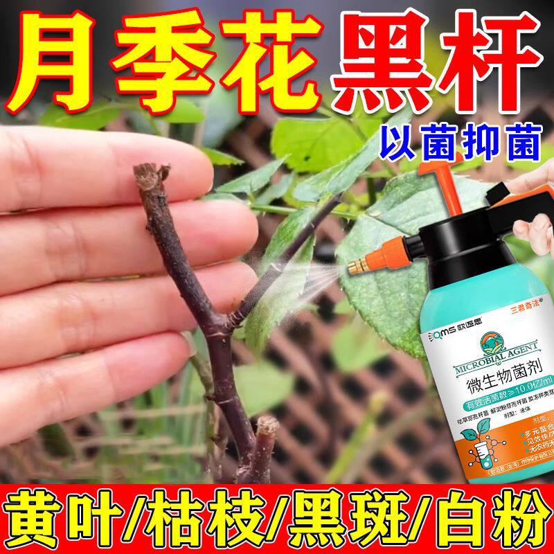 月季花枯枝黑杆病专用肥预防黄叶掉叶烂根黑斑白粉病多菌菌灵菌剂