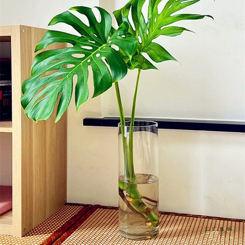 养大号龟背竹花瓶大口径高4030厘米宽口透明玻璃水培器皿花盆