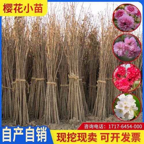 樱花苗樱花树树苗嫁接小苗