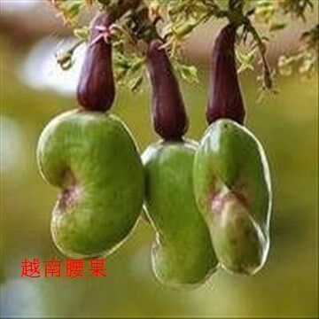 果树苗腰果树苗地栽南方当年结果