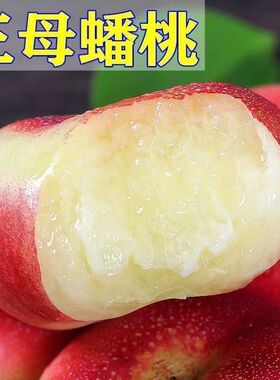 特大王母蟠桃树苗嫁接超甜蟠桃树苗南北方种植丰产当年结果易成活