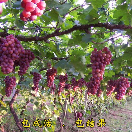 新疆吐鲁番葡萄苗无籽露小蜜蜂