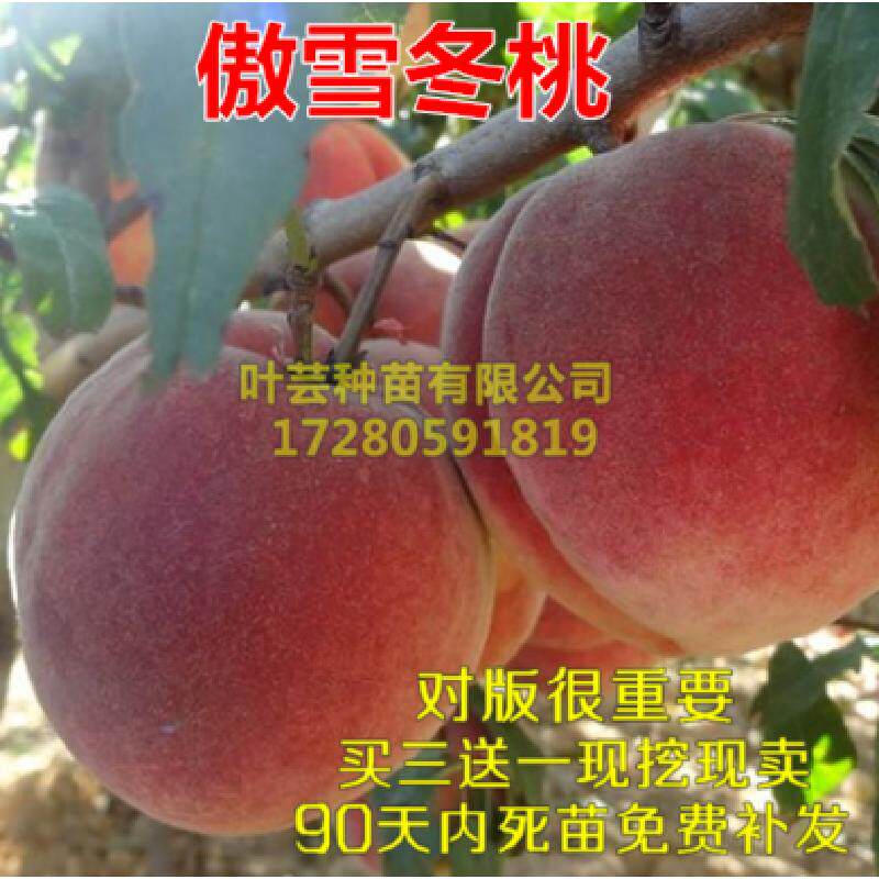 极晚熟桃 —傲雪冬桃 嫁接桃树苗 巨红冬桃苗南北方种植果树