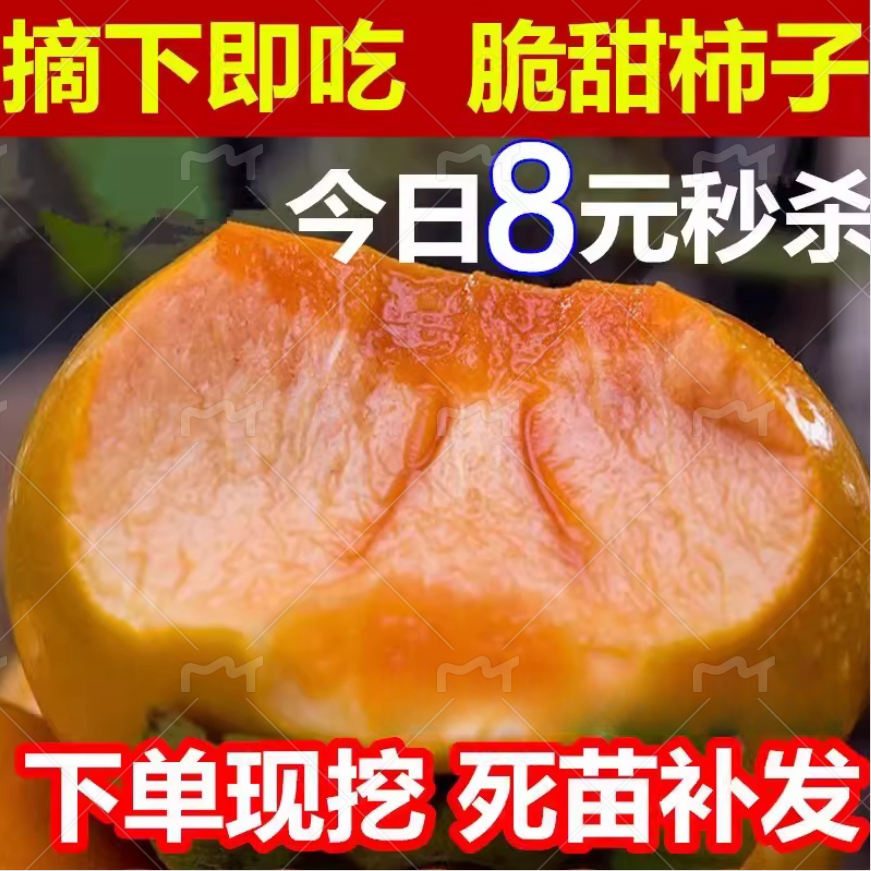 甜脆奶油苹果水果嫁接柿子树果树
