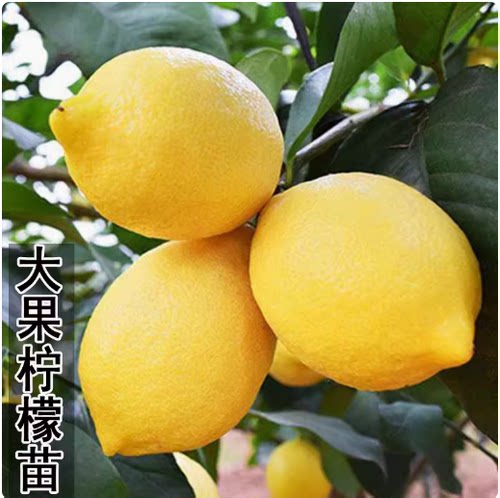 台湾四季无籽香水盆栽树苗柠檬苗