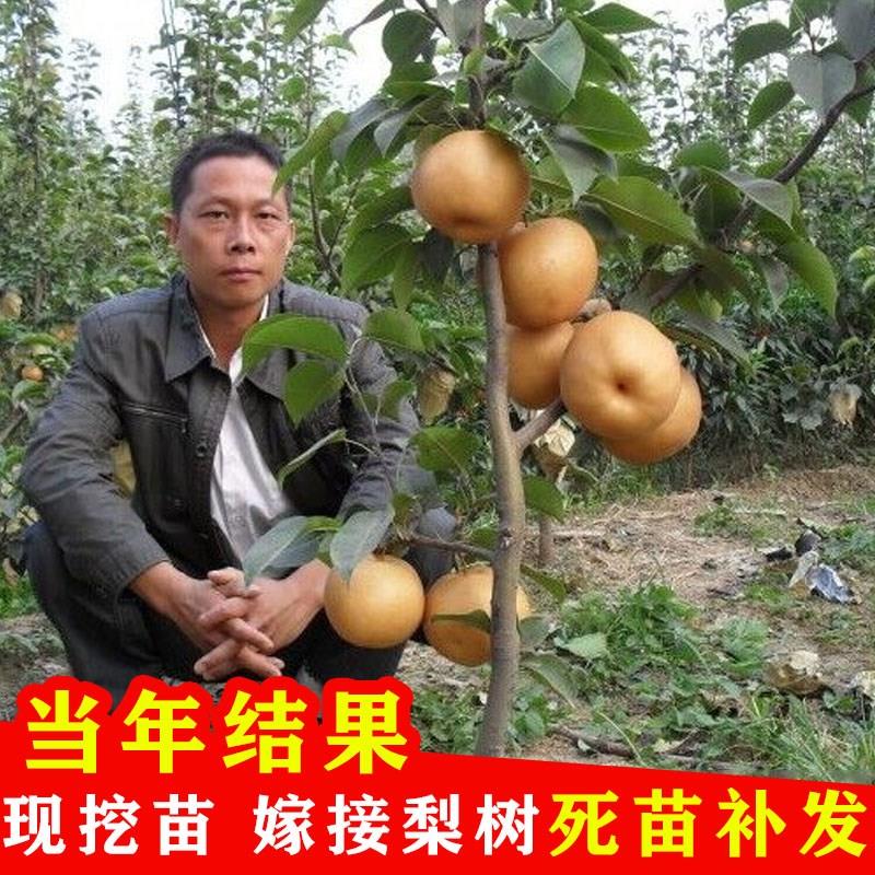 嫁接梨树果苗活特大早酥红