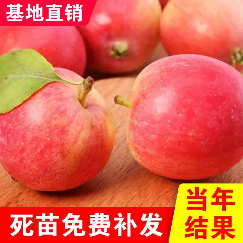 东北K9沙果树苗嫁接小苹果树苗盆栽地栽南北方种植耐寒海棠果品种 - 实物图