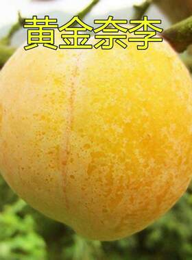 黄金奈李南方李子嫁接李子树苗