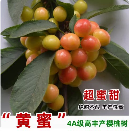 蜜樱桃黄水晶车厘子南北方果树苗