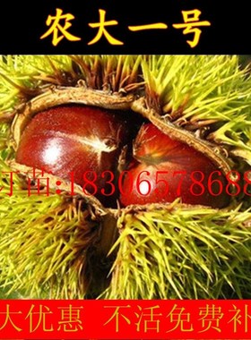 早熟矮化高产稳产板栗苗  农大一号板栗树苗 8月成熟 板栗苗