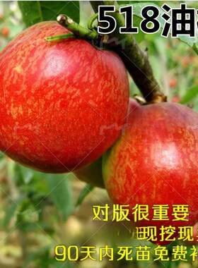 极早熟油桃极早黄金黄肉嫁接