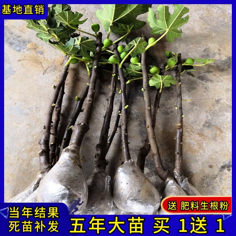 盆栽地栽室内外阳台庭院四季果苗