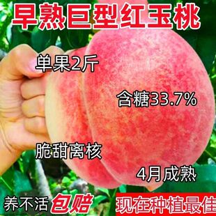 特大五月桃树苗早熟五月大果桃子树苗当年结果红桃耐寒南北方种植