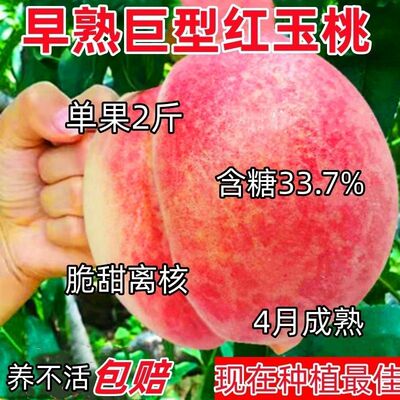 特大五月桃树苗早熟果子当