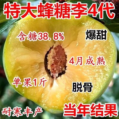 蜂糖李子树苗特大嫁接新品