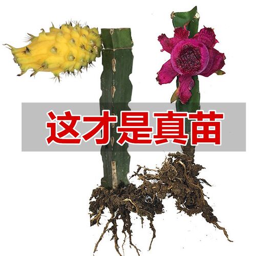 红心红肉火龙果苗燕窝四季水果