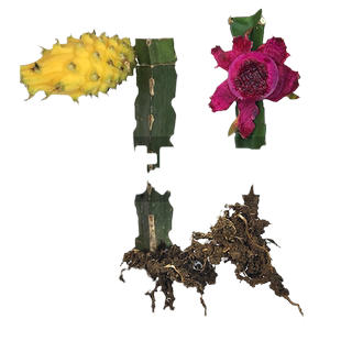 红心红肉火龙果苗燕窝果树果苗南方阳台四季盆栽种植水果当年结果