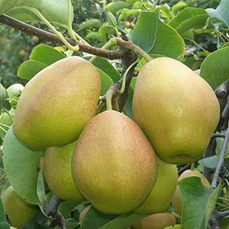 黄金梨树苗嫁接梨子脆甜当年结果南北方种植四季水果树特大地栽