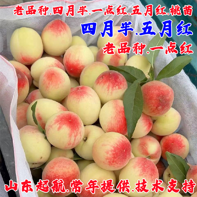 老品种四月半桃树苗极早熟